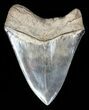 Serrated, Megalodon Tooth - Gorgeous Blade #60487-1